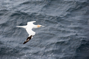 Northern gannet in flight