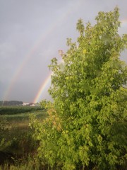 rainbow rays 