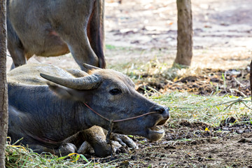 Thai water buffalo head shot