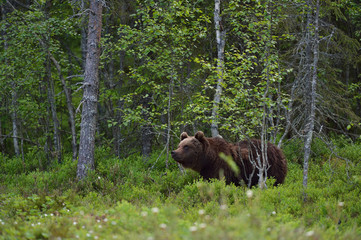 Obraz na płótnie Canvas Young brown bear in the forest