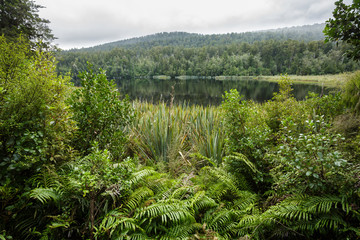 Native bush of New Zealand