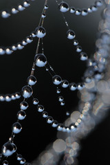 Dew drops on the spider web