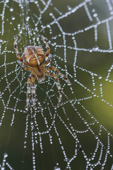 Cross spider (Araneus diadematus) 