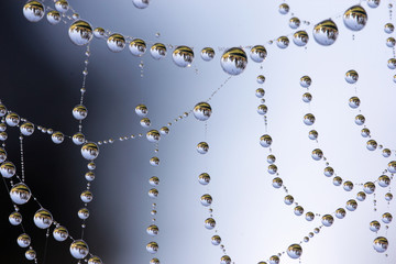 Dew drops on the spider web 