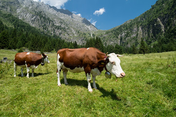 Fototapeta na wymiar mucche