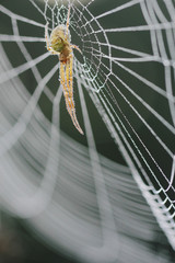 Big spider sits on his cobweb