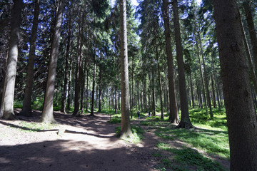 Dry forest in summer