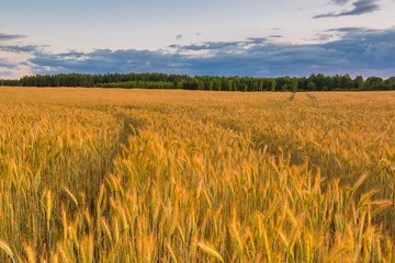 Sunset over cereal field with grown up ears