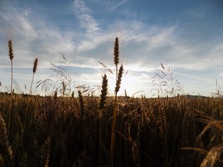 Barley field and sky