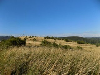 Meadow, forests and blue sky