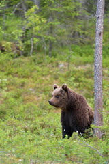 Fototapeta na wymiar Bear sitting in the forest