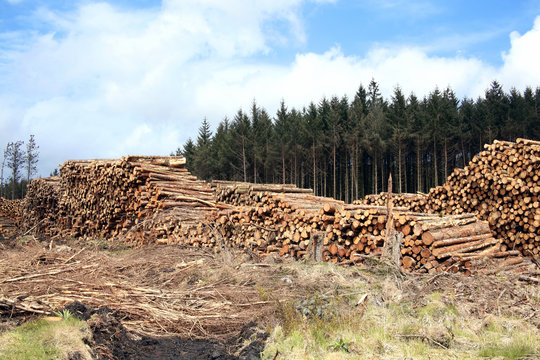 Forest pine trees log trunks felled by the logging timber industry