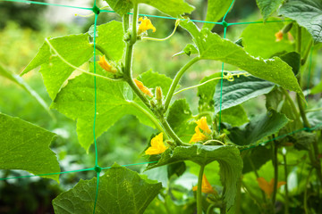 cucumbers, flowers, cucumbers, small cucumber, cucumber leaves, plant, vegetable, garden, nature, growing, green