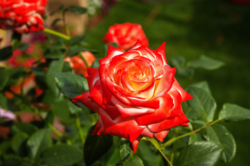 rose garden, rose flower, rose bud, beautiful flower, rose, garden, beautiful, roses, nature, beauty, color, summer, plant, gardens, gardening, green