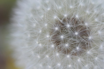 Fototapeta premium Dreamy dandelion macro