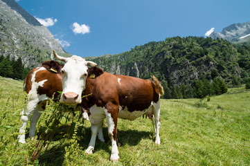 Fototapeta na wymiar mucche al pascolo
