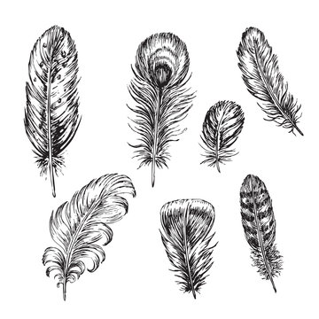 hand drawn feather collection