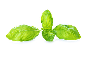 Hojas de albahaca frescas aisladas sobre fondo blanco