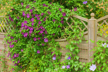 Clematis flower hiding a garden fence - obrazy, fototapety, plakaty