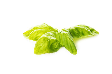 Hojas de albahaca frescas aisladas sobre fondo blanco