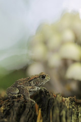 common toad bufo bufo 