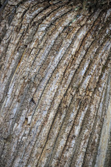 Closeup of a tree bark texture