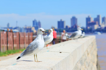 A seagull standing on a concrete wall in the Ellis Island (Manhattan in the background)