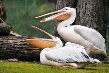 Spielende weiße Pelikane
