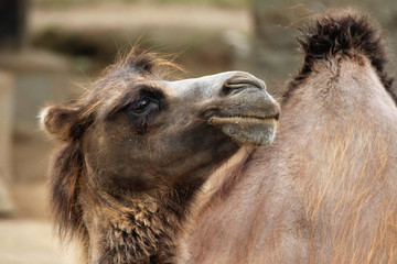 Domestic Bactrian camel (Camelus bactrianus).