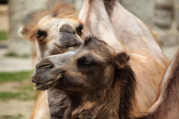 Domestic Bactrian camel (Camelus bactrianus).