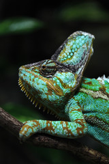 Veiled chameleon (Chamaeleo calyptratus).