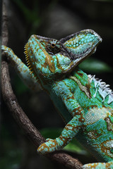 Veiled chameleon (Chamaeleo calyptratus).