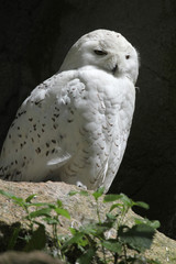 Snowy owl (Bubo scandiacus).
