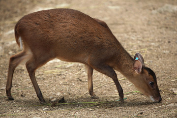 Chinese muntjac (Muntiacus reevesi).