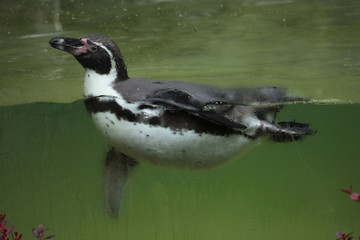 Humboldt penguin (Spheniscus humboldti).