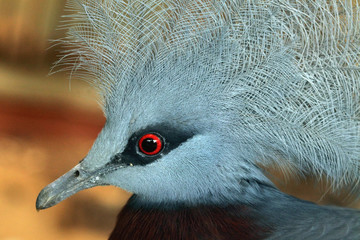 Southern crowned pigeon (Goura scheepmakeri).