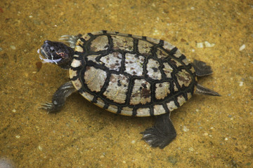 Red-eared slider (Trachemys scripta elegans).