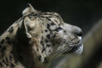 Snow leopard (Panthera uncia).