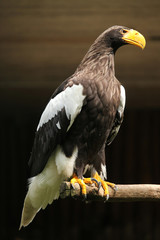 Steller's sea eagle (Haliaeetus pelagicus).