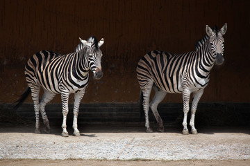 Chapman's zebra (Equus quagga chapmani).