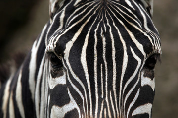 Fototapeta na wymiar Maneless zebra (Equus quagga borensis) skin texture.
