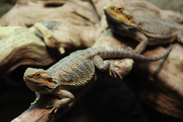 Central bearded dragon (Pogona vitticeps).