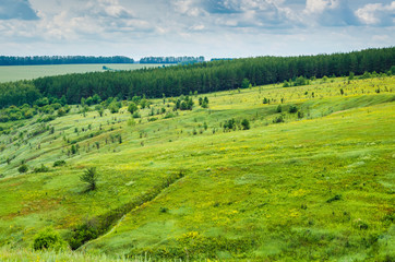 summer green landscape view