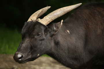 Lowland anoa (Bubalus depressicornis).