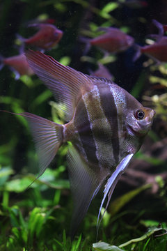 Deep Angelfish (Pterophyllum altum).