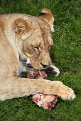 Katanga lion (Panthera leo bleyenberghi).