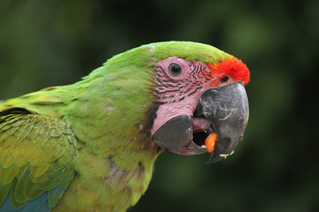 Great green macaw (Ara ambiguus).