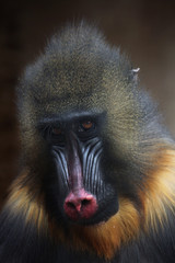 Mandrill (Mandrillus sphinx).
