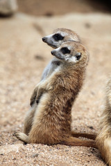 Fototapeta premium Meerkat (Suricata suricatta), also known as the suricate.