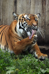 Malayan tiger (Panthera tigris jacksoni).